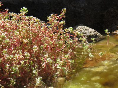 Crassula natans, photographed by Jeremy Gilmore