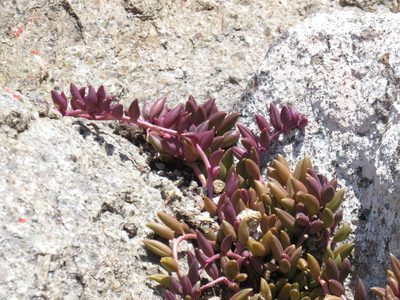 Senecio radicans, photographed by Jeremy Gilmore