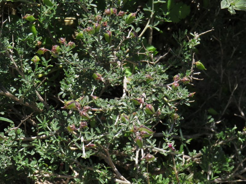 Wiborgiella dahlgrenii, photographed by Jeremy Gilmore