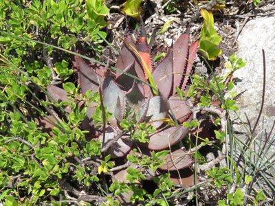Aloe framesii, photographed by Jeremy Gilmore