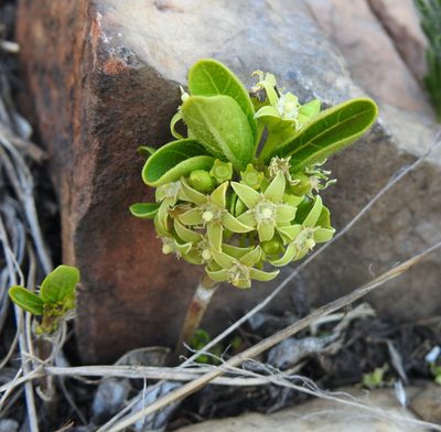 Bridsonia chamaedendrum, photographed by Matthew Fainman