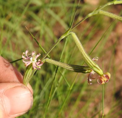 Silene burchellii, photographed by Matthew Fainman