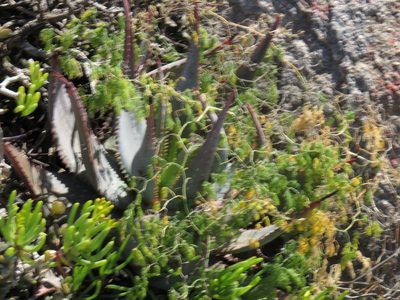 Asparagus declinatus, photographed by Jeremy Gilmore
