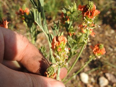 Indigastrum burkeanum, photographed by Matthew Fainman