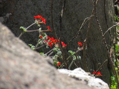 Pelargonium fulgidum, photographed by Jeremy Gilmore
