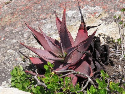 Aloe framesii, photographed by Jeremy Gilmore