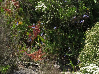 Heliophila coronopifolia, photographed by Jeremy Gilmore