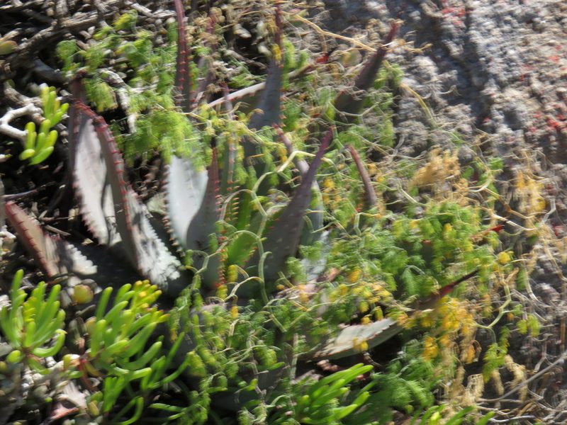 Aloe framesii, photographed by Jeremy Gilmore