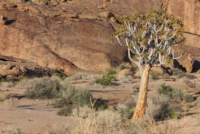 Aloidendron dichotomum, photographed by Ryan van Huyssteen