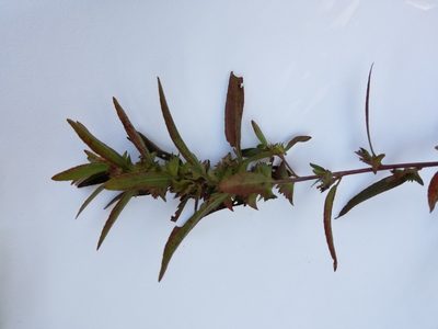 Acalypha gracilens, photographed by Alexander Williams