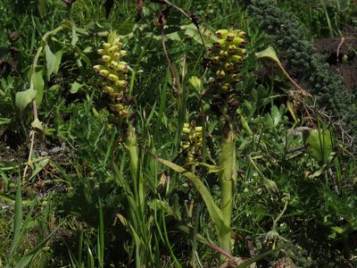 Corycium orobanchoides, photographed by Jeremy Gilmore