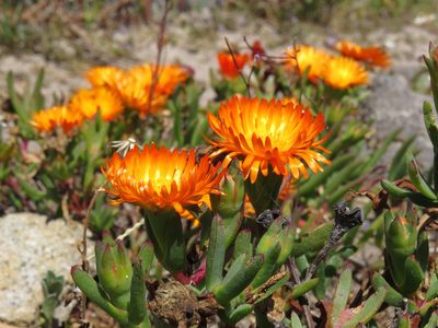 Lampranthus aureus, photographed by Jeremy Gilmore