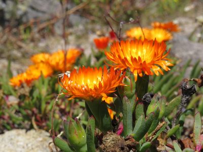 Lampranthus aureus, photographed by Jeremy Gilmore