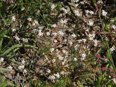 Pharnaceum aurantium, photographed by Jeremy Gilmore