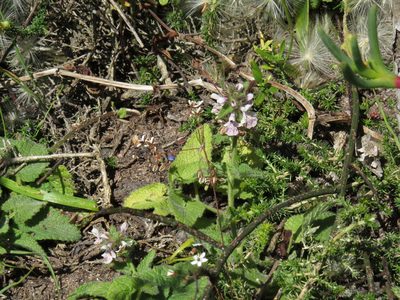 Stachys bolusii, photographed by Jeremy Gilmore