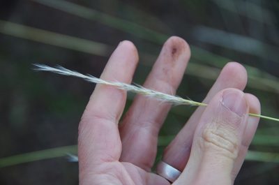 Bothriochloa torreyana, photographed by Eric Knight