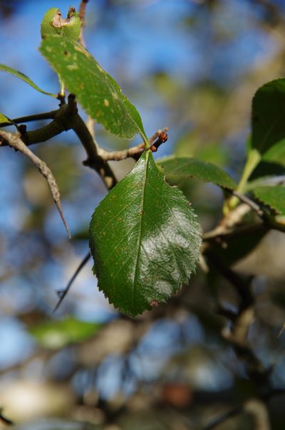 Crataegus tracyi, photographed by Eric Knight