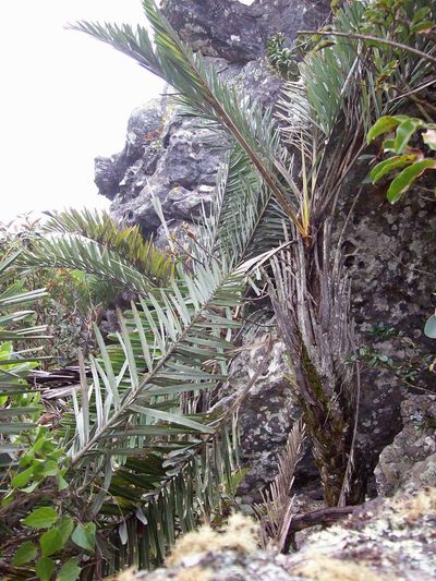 Syagrus glaucescens, photographed by Bruno de Medeiros
