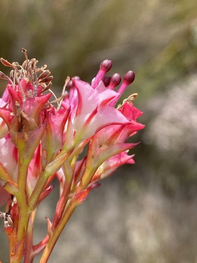 Serruria meisneriana, photographed by Dave U