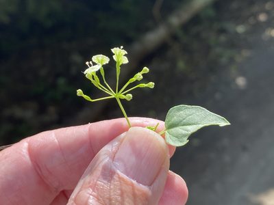 Boerhavia scandens, photographed by Jim Riley