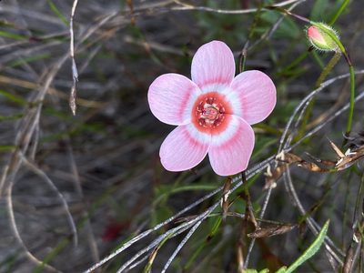 Pelargonium incarnatum, photographed by Dave U