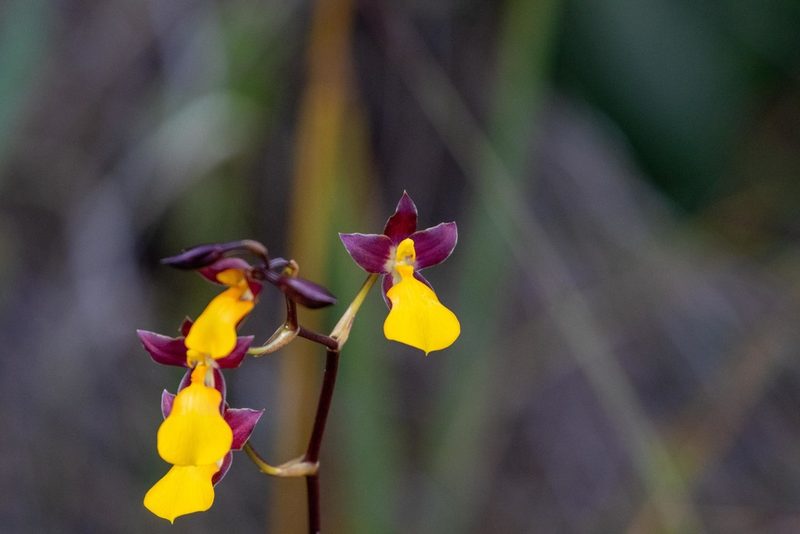 Cyrtochilum aureum, photographed by Thibaud Aronson