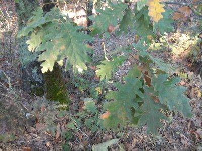 Quercus pyrenaica, photographed by Santiago Martín-Bravo
