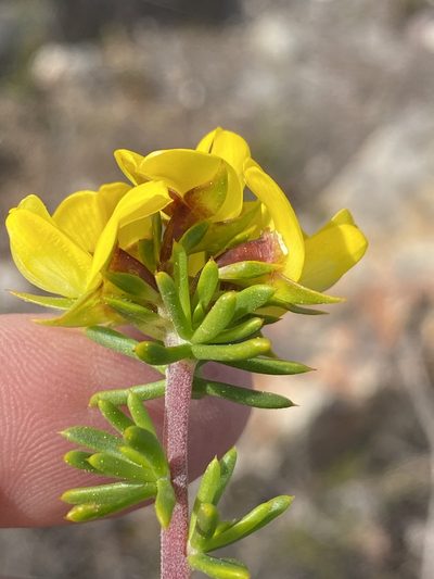Aspalathus citrina, photographed by Dave U