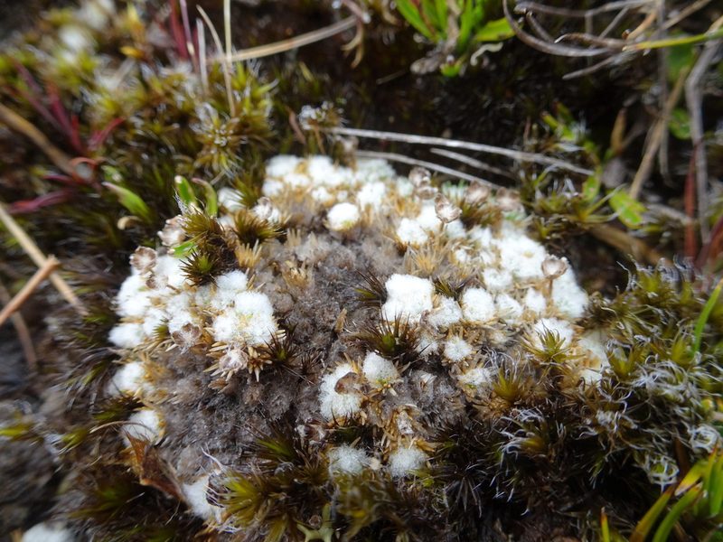 Paepalanthus lodiculoides, photographed by Fabien Anthelme