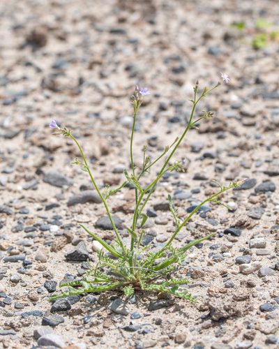 Aliciella hutchinsifolia, photographed by Dominic Gentilcore