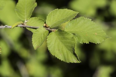 Ostrya knowltonii, photographed by Craig Martin