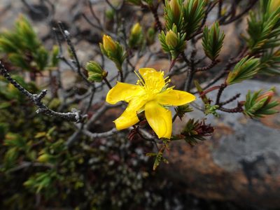 Hypericum juniperinum, photographed by Fabien Anthelme