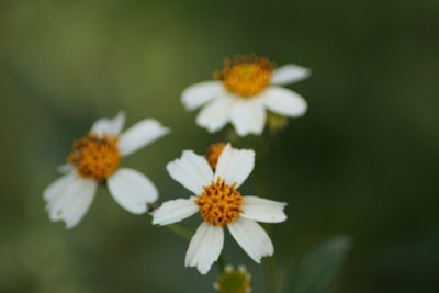 Bidens bipontina, photographed by Luis F. Ramírez