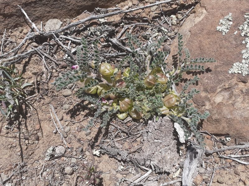 Lessertia inflata, photographed by Brian du Preez