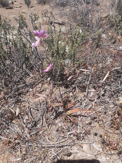 Ixia trifolia, photographed by Brian du Preez