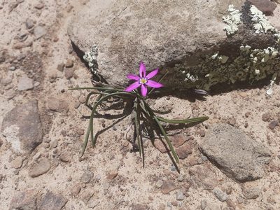 Romulea syringodeoflora, photographed by Brian du Preez