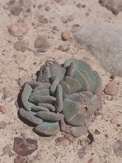 Aloinopsis spathulata, photographed by Brian du Preez