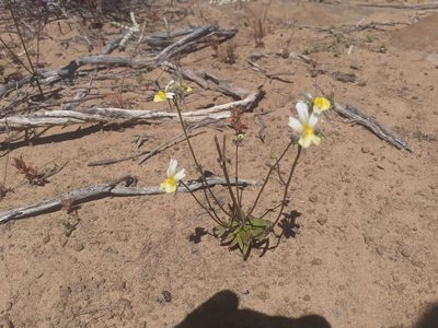 Nemesia anisocarpa, photographed by Brian du Preez