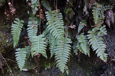 Cranfillia vulcanica, photographed by John Barkla