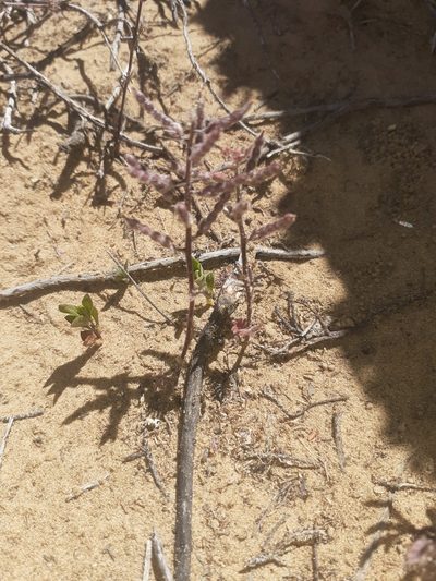 Heliophila pubescens, photographed by Brian du Preez