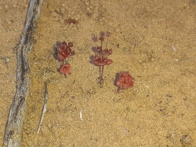 Crassula umbellata, photographed by Brian du Preez