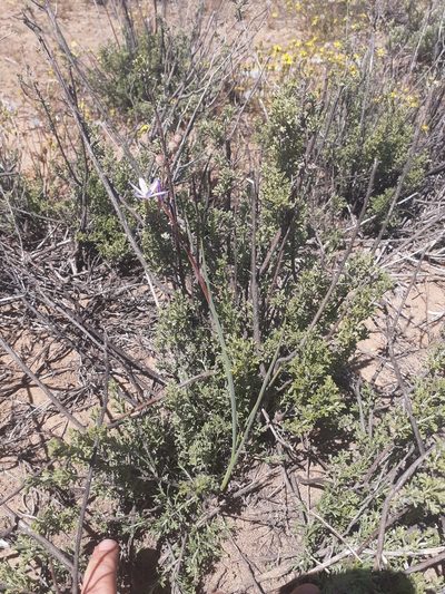 Hesperantha pilosa, photographed by Brian du Preez