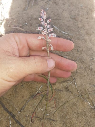 Lachenalia juncifolia, photographed by Brian du Preez