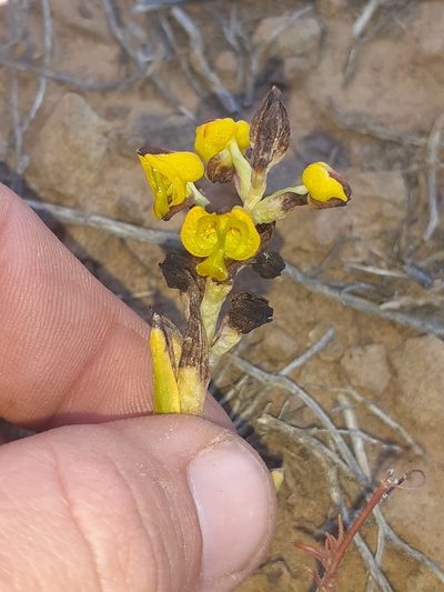 Corycium deflexum, photographed by Brian du Preez