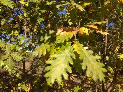 Quercus pyrenaica, photographed by Santiago Martín-Bravo