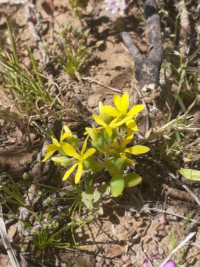 Crassula sebaeoides, photographed by Brian du Preez