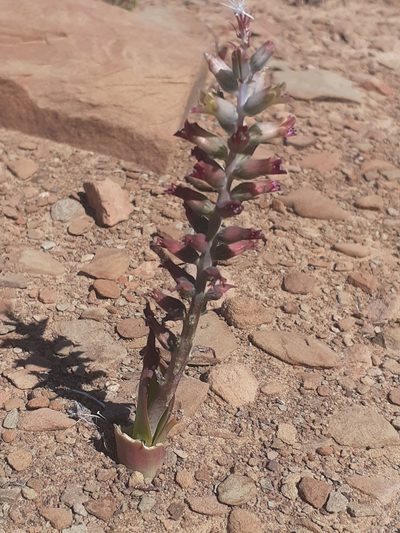 Lachenalia obscura, photographed by Brian du Preez