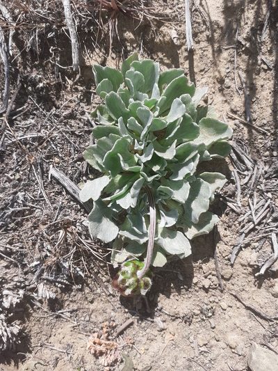 Arctotis diffusa, photographed by Brian du Preez