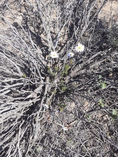 Ursinia pilifera, photographed by Brian du Preez