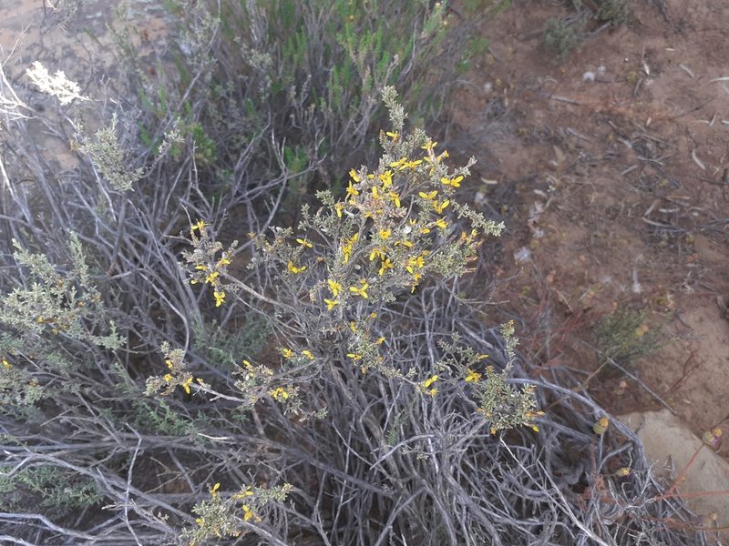 Oedera oppositifolia, photographed by Brian du Preez